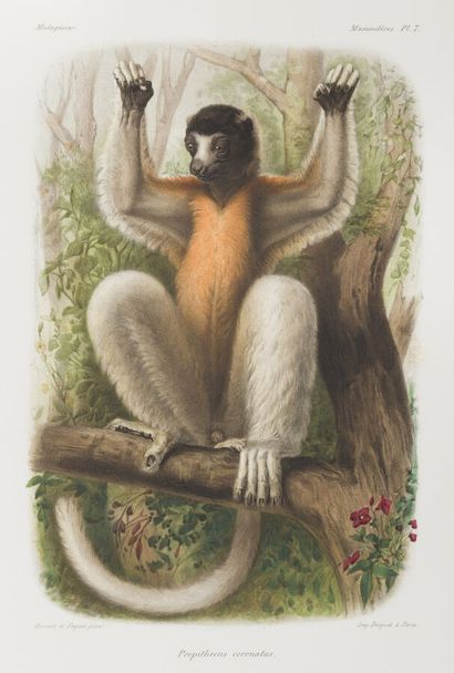 null Madagascar - exemplaire de Grandidier
GRANDIDIER (Alfred)
Histoire Physique,...