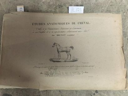 BRUNOT : Etudes anatomiques du cheval. In...