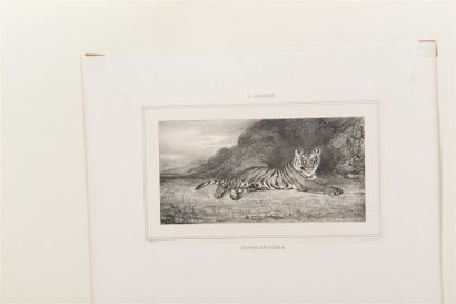 null ANTOINE LOUIS BARYE(1796 1875)Etude de Tigre Etude de Chats.Deux lithographies,...