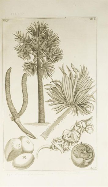 null BURMANN (Johannes) - RUMPF (Georg Eberhard)
Herbarium Amboinense (...) Het Amboinsche...