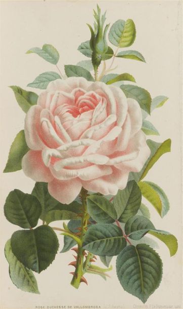 null BOTANIQUE
Réunion de nombreuses gravures en couleurs de fleurs et plantes extraites...