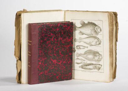 null PANCKOUCKE : Recueil de planches des poissons de l'Encyclopédie.
In folio :...