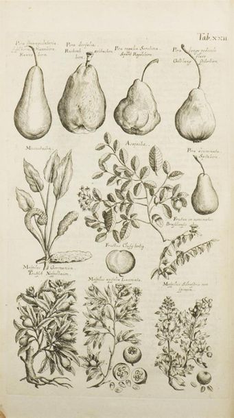 null JONSTON (John)
Historiae naturalis de arboribus et plantis libri X. Tabulis...