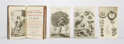 null JONSTON (John)
Historiae naturalis de arboribus et plantis libri X. Tabulis...