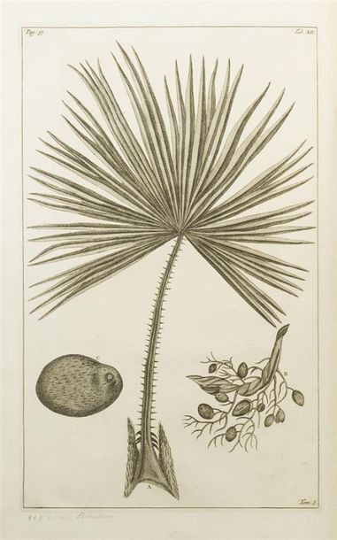 null BURMANN (Johannes) - RUMPF (Georg Eberhard)
Herbarium Amboinense (...) Het Amboinsche...