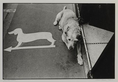 null Charlie ABAD (1948)
Deux chiens - Paris. c.1980
Epreuve argentique d'époque....