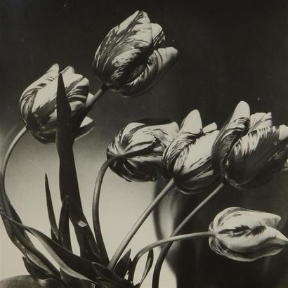 null Pierre AURADON (1900-1988)
Etudes de fleurs (roses, tulipes...), c.1950.
Dix...