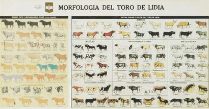 null DANS DEUX CADRES SOUS VERRE
"Pelos y Pintas del toro de lidia"
Dibujos de Fernando...