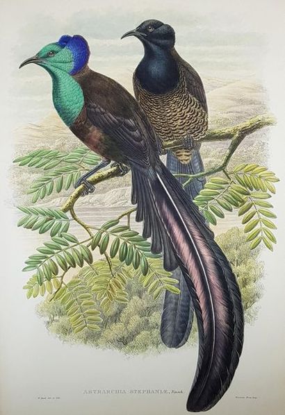 null D'après John GOULD (1804-1881)
Oiseaux.
Quatre lithographies.
A vue : 36 x 53...
