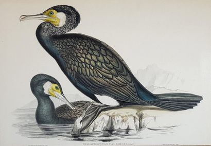 null D'après John GOULD (1804-1881)
Oiseaux.
Quatre lithographies.
A vue : 36 x 53...