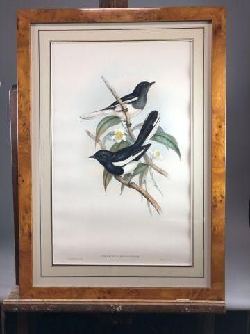 null D'après GOULD et RICHTER

Oiseaux exotiques. 

Paire de lithographies en couleurs....