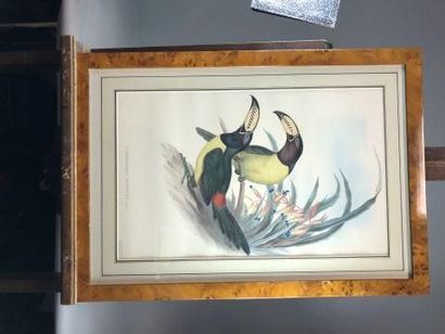 null D'après GOULD et RICHTER

Oiseaux exotiques. 

Paire de lithographies en couleurs....