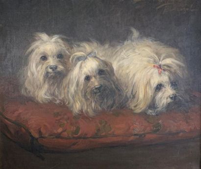  DREZEL (19th century) Three Maltese bichons. Oil on canvas signed upper right. 54...