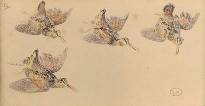 null Édouard Paul MÉRITE (1867-1941)
Study of woodcock in flight. 
Monogrammed watercolour...