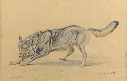 null Édouard Paul MÉRITE (1867-1941)
Loup furieux.
Watercolour signed lower right.
13...