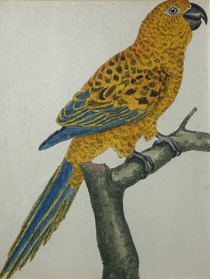 null 
BUFFON (After) 
Suite of nine engravings in colors representing birds. 

View...