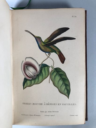 LESSON, Histoire naturelle des oiseaux-mouches...