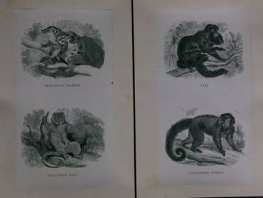 null Recueil de gravures dont animaux et types. XIXe siècle.