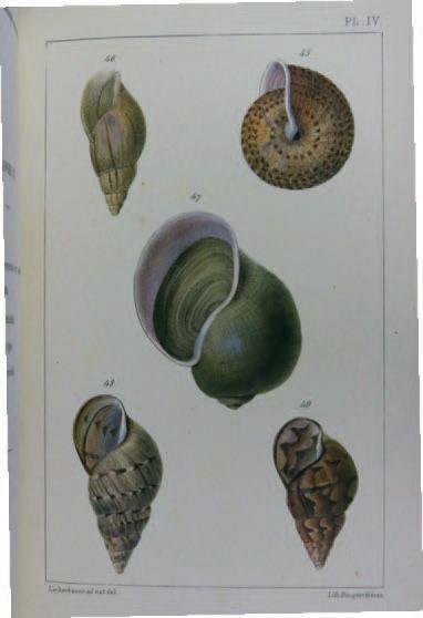 Henri DROUET Essai sur les Mollusques terrestres & fluviatiles de la Guyane Française....
