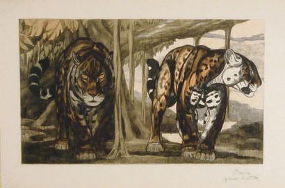 Paul JOUVE (1878 1973) Les deux jaguars. Lithographie originale, en couleur Épreuve...
