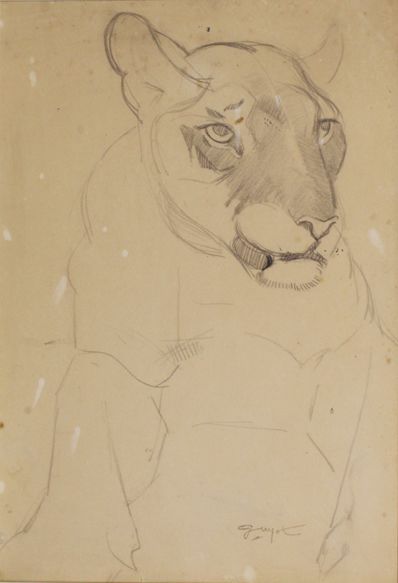 Georges-Lucien GUYOT (1885 - 1973) Tête de lionne. Dessin à la mine de plomb. Cachet...