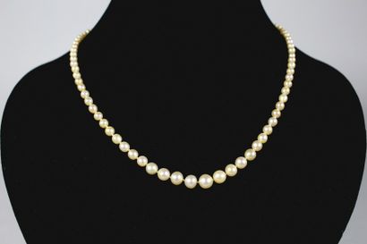 null Collier de perles fines un rang en chute.
Composé de 91 perles fines blanc crème...