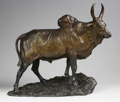 Edouard NAVELLIER (1865-1944) 
Boeuf Zébu de Madagascar vers 1905.
Epreuve en bronze...