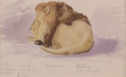 Charles VALTON (1851 - 1918) 
Etude de lion.
Dessin aquarellé sur feuillet collé...