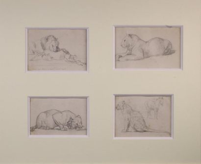 Charles VALTON (1851 - 1918) 
Etudes de lion, de lionnes et de cheval.
Ensemble de...