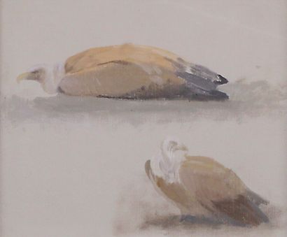 Charles VALTON (1851 - 1918) 
Etudes de vautours.
Huile sur toile. Prov.: atelier...