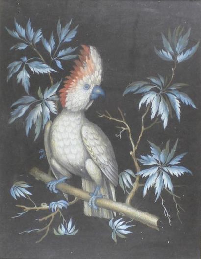 École Française du XIXe siècle Le perroquet branché.
Gouache.
Vue: 34 x 24 cm.