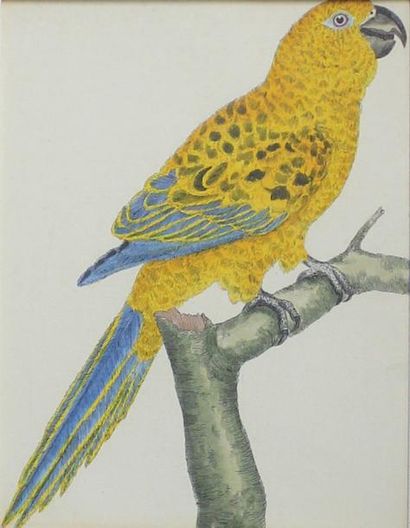 BUFFON (D'après) Suite de neuf gravures en couleur représentant des oiseaux.
Vue:...