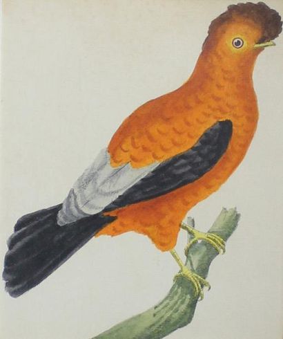 BUFFON (D'après) Suite de neuf gravures en couleur représentant des oiseaux.
Vue:...