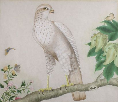 ÉCOLE CHINOISE du XIXe siècle Rapace blanc posé sur une branche.
Gouache sur papier.
30...