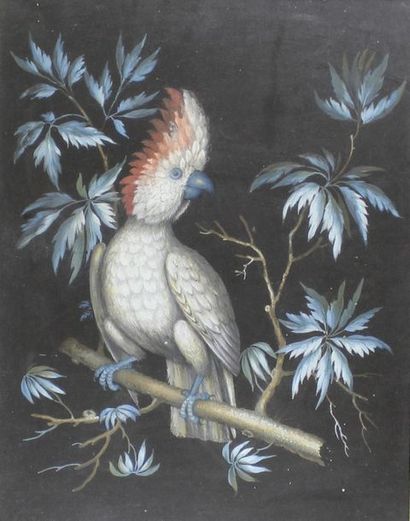 École Française du XIXe siècle Le perroquet branché.
Gouache.
Vue: 34 x 24 cm