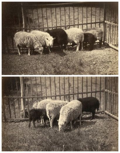 Constant FAMIN (Paris 1827-1888) Moutons dans un enclos Vers 1870 2 épreuves sur...