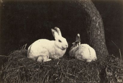 Constant FAMIN (Paris 1827-1888) Deux lapins Vers 1870 Épreuve sur papier albuminé...