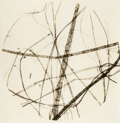 Auguste BERTSCH (Paris 1813-1870 ou 1871) Filaments de Chanvre Microphotographie...
