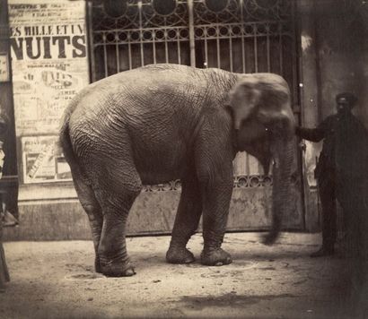 Photographe non identifié Éléphant et son cornac (indien?), Paris Vers 1880 Épreuve...