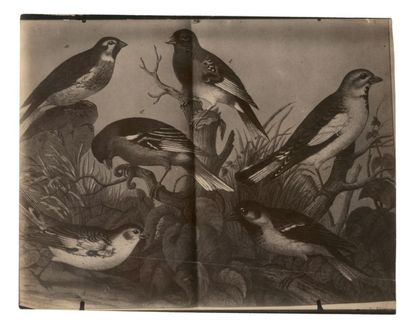 Eugène ATGET (Libourne 1857-Paris 1927) Livre d'ornithologie ouvert Vers 1910 Épreuve...