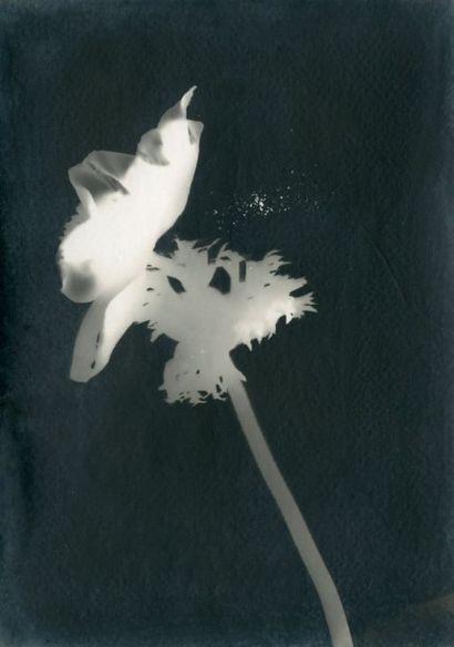 Photographe non identifié 4 Photogrammes de fleurs Vers 1925 Épreuves argentiques...
