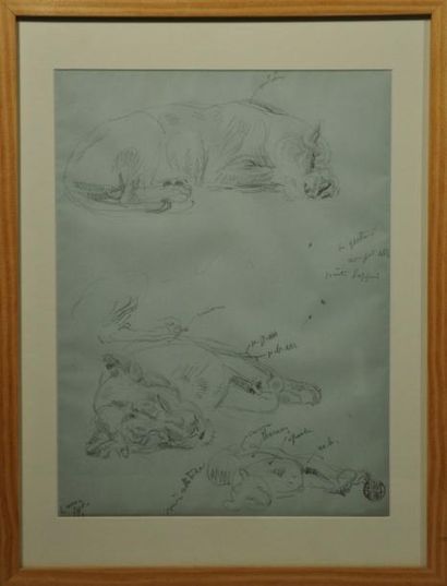 Gustave Guetant (1873 - 1953) Lionne endormie. Dessin. H: 32 cm x L: 24 cm. Cachet...