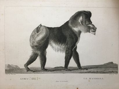 null Lot de cinq gravures "Animaux d'Afrique"

Début XIXe siècle

51 x 33 cm feu...