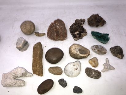 null Lot : fossiles, bois fossilisé, minéraux, pierres dures, ….