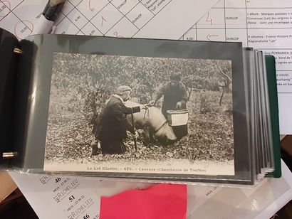 null 1 album of old postcards - Regionalism "Lot" animated scenes, truffle seekers...