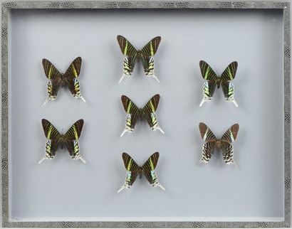 null Coffret avec sept papillons Urania Leilus, Guyane. 39 x 50 cm.