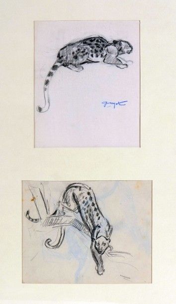 null Georges Lucien GUYOT (1885-1973) 

"Etudes de léopards" 

Deux dessins au fusain,...