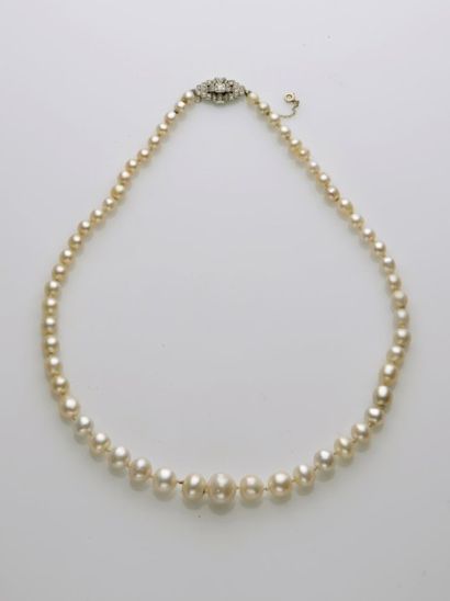 null COLLIER composé d’un rang de perles fines, en chute. Fermoir en platine (850...