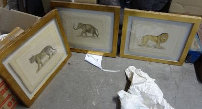 null "Elephant", "Tigre" et "Lion" trois gravures encadrées formant tryptique