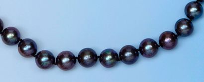 null Collier composé d'une succession de perles de culture noires disposées en chocker,...